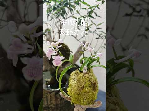 霜を恐れない鉢に入ったどのつる性の植物をあなたの家に設置する必要がありますか？あなたにおすすめのトップ 3!  庭園