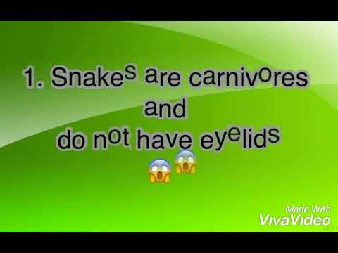 10 facts about snakes 🐍
