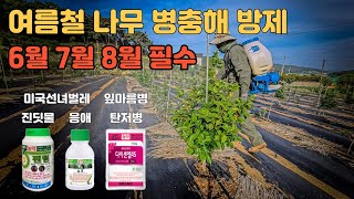 여름철 6월 7월 8월 필수 방제! 나무 병충해 살충제 응애 진딧물 미국선녀벌레 퇴치법 팬텀 쇼크 다이센엠4…
