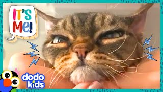Will This Grumpy Cat Ever Get Some Love? | Dodo Kids | It's Me gameplay video by erinelizabeth86, 3:46 duration