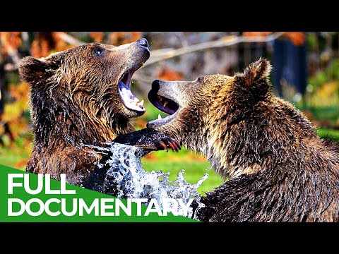 , title : 'Yellowstone - The Breathtaking Beauty of America's First National Park | Free Documentary Nature'