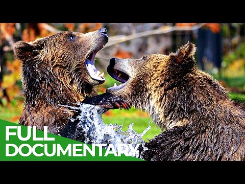 Yellowstone The Breathtaking Beauty of America's First National Park