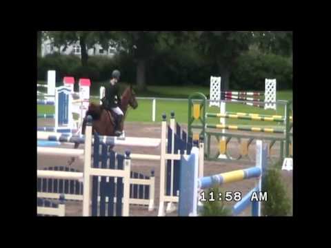 BLM Sport Horses - 2014 Bay Brown Colt Foal - By: Kannan