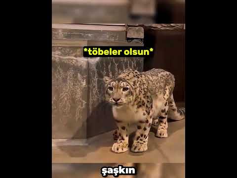 Doğaüstü Karşılaşma❤️‍🩹