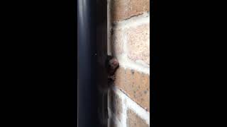 Rat up a Drainpipe