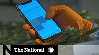 Weed and tech grow side-by-side amid flourishing cannabis industry