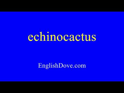 How to pronounce echinocactus in American English