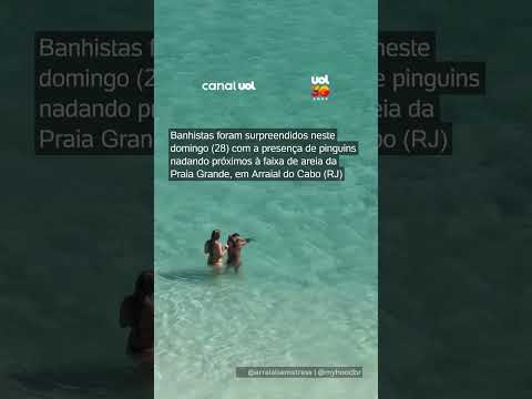 Cena rara: pinguins nadam ao lado de banhistas em praia no RJ