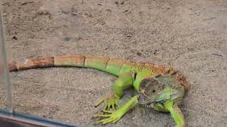 Download lagu Zoo comedy mp3 Download lagu Zoo comedy mp3