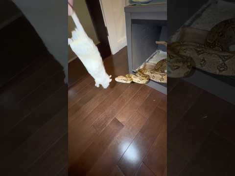 FEEDING A FROZEN RAT TO MY LARGE BOA! #shorts