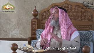 694 - لقطة الحيوانات التي تمتنع بنفسها - عثمان الخميس
