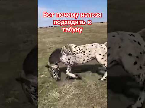 Не приближайтесь к табуну в степи @Astrakhanskiy_kolhoznik Лошади Казахстана
