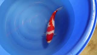 video van Kohaku 2406305