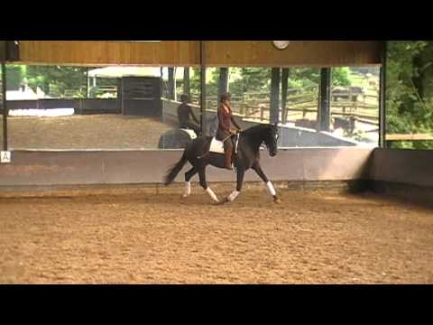 Horse for sale: Sandro Hit x Jazz