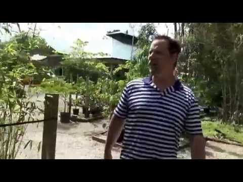 download lagu mp3 mp4 Fernleaf Bamboo, download lagu Fernleaf Bamboo gratis, unduh video klip Fernleaf Bamboo