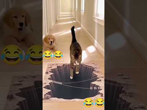 Dog panic / cat walk like boss 😂👆 #reaction #catvideos #shaababies #funny #pets #comedy #fun