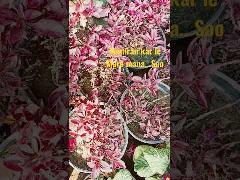 sumiran kar le #bhajan #relaxmind