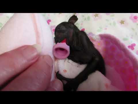 Misses Olive And Swan Are Like Chalk And Cheese