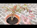 Rose Growing Tips Rose Care Rose Food Rose Fertilizer