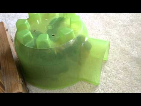 My guinea pigs Jarrod and hammy