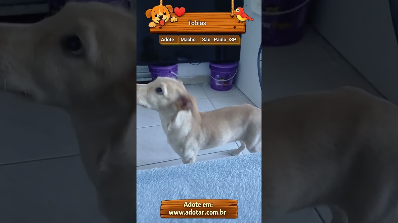 Cachorro raça SRD-ViraLata idade 2 a 6 meses nome Tobias