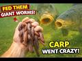 RAVENOUS fish MASSACRE several hundred NIGHTCRAWLERS - MUST SEE!!!