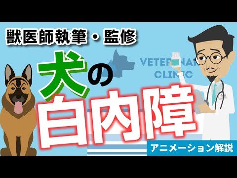 猫の白内障 - 症状と治療法