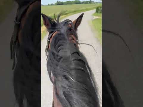 moving the #young #stock. #friesian #equestrian  #horse #animals #spring #caballos #frisones