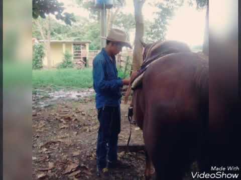 Como Está La Joba -- César Orellana