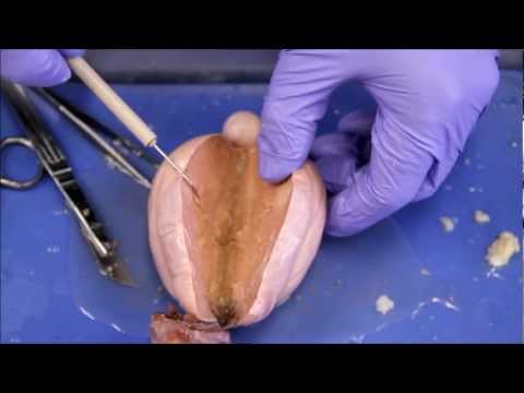 NAU Bio 202 Lab 10 - Bull Testicle Dissection