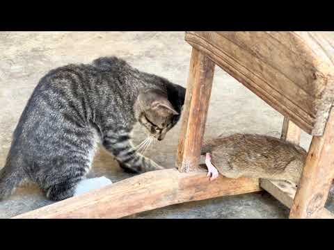 CAT VS MOUSE SEASON | CAT EATS MOUSE ALIVE Funny Cats Vs Mouse 😸 Tom and Jerry Real Life