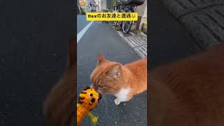 東京をお散歩中。英語紙しばいの主人公・猫のMax、お友達と遭遇!?