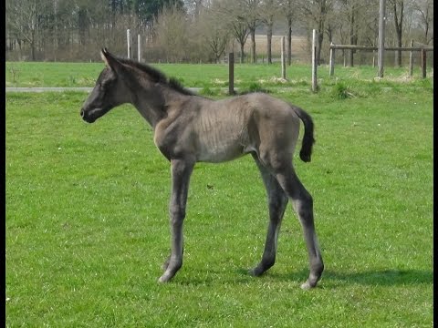 CADEAU CELESTE *Hann. 31.03.2015 v. Cadeau Noir x Wolkenstein II - Matcho X