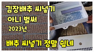 김장배추 가을배추 씨넣기 파종 시기 배추 심는 시기 (배추재배방법)