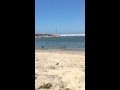 First swim in the ocean