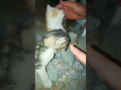 Kittens in the basement of my grandmother's house🐈🤶🏣