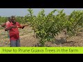 How To Prune A Guava Tree How To Get More Yield From Guava Guava Farming Guava Cultivation