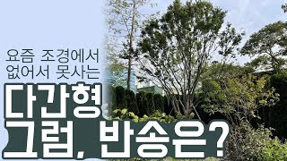 조경설계회사에 인기가 많은 다간형. 소나무인 반송은? (정원,공원,아파트조경시장)