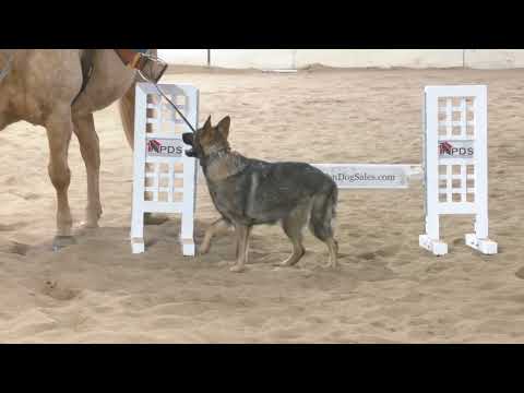 Farm Raised Personal Protection Dog "Chena" Working With Horses 