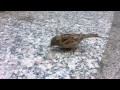 Hungry Bird