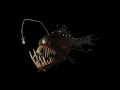 Anglerfish Finding Nemo Sounds