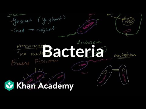 Bacteria Introduction