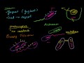 Bacteria Introduction Video Tutorial