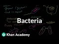Is Archaebacteria Heterotrophic Or Autotrophic