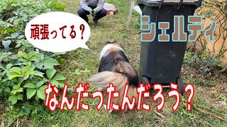 【シェルティ】案だったんだろう？【フランス田舎暮らし🇫🇷】#犬の散歩 #賢い犬 #犬のいる暮らし #シェルティ