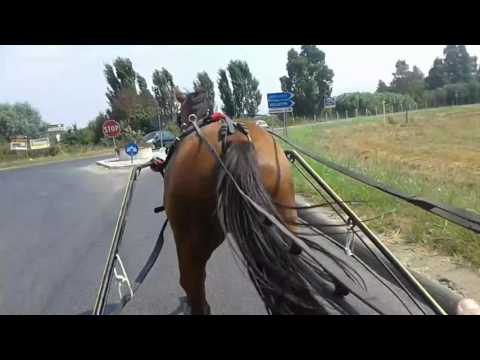 Barone il trottatore