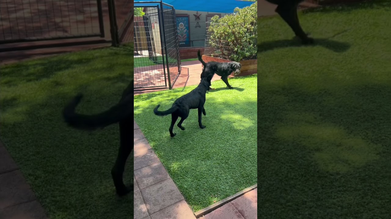 Susi, an adopted German Shepherd Dog in Burbank, CA video 6/6