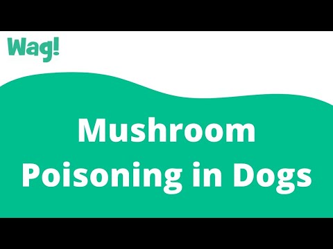 Mushroom Poisoning in Dogs | Wag!