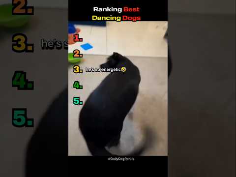 These dogs were born to dance 🐶🕺😂 #dogranking #funnydogs #dogmoments #dogreaction #dancingdogs