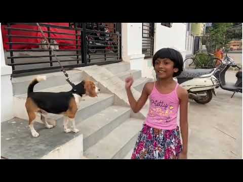 Meet my amazing and highly intelligent dog Bailey 😅 🐕 || Dhanya Tryphosa